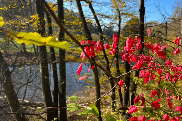 Herbst im Stiftswald