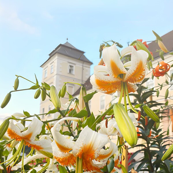 Lilienfest