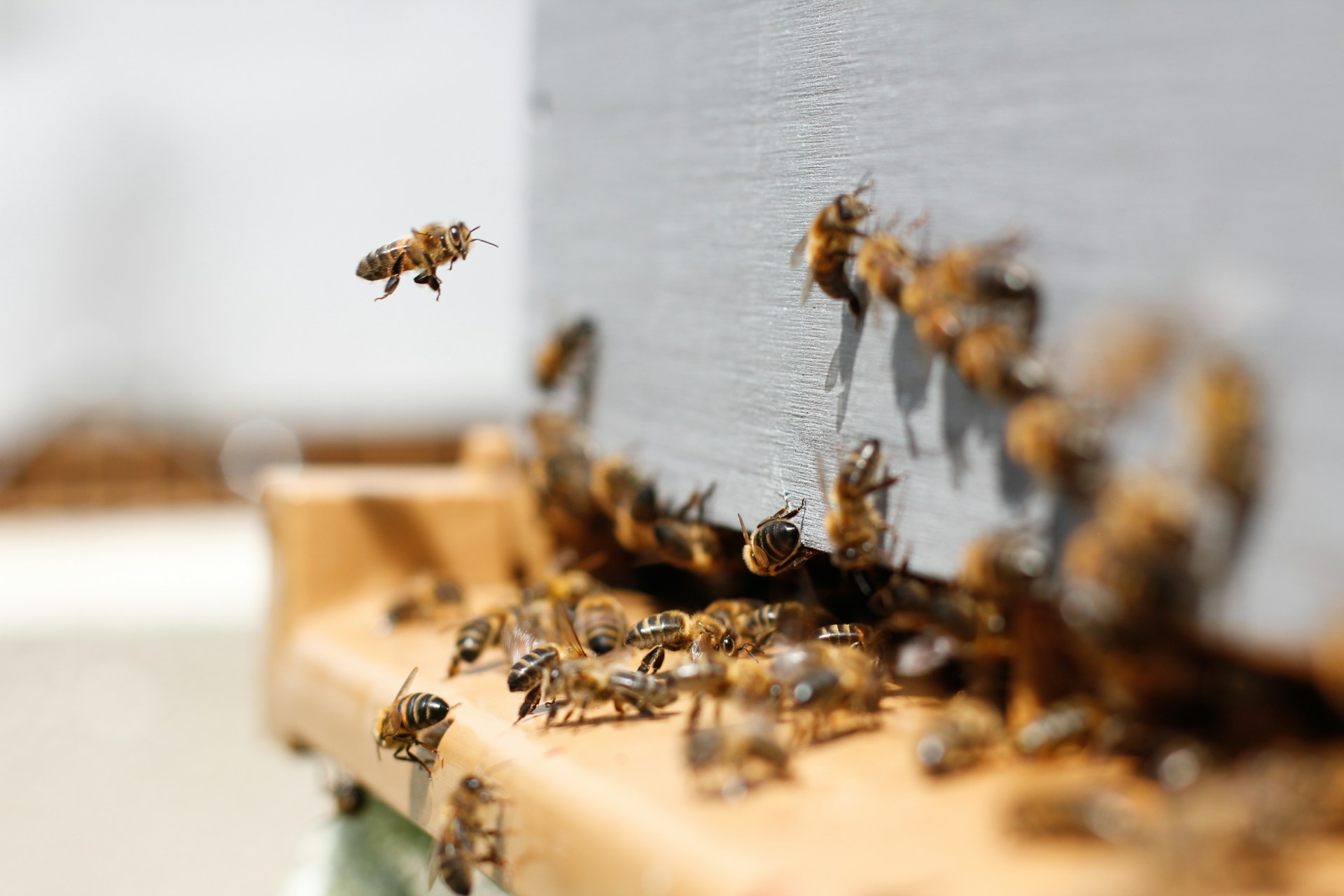Bienen am Dach der Barmherzigen Brüder