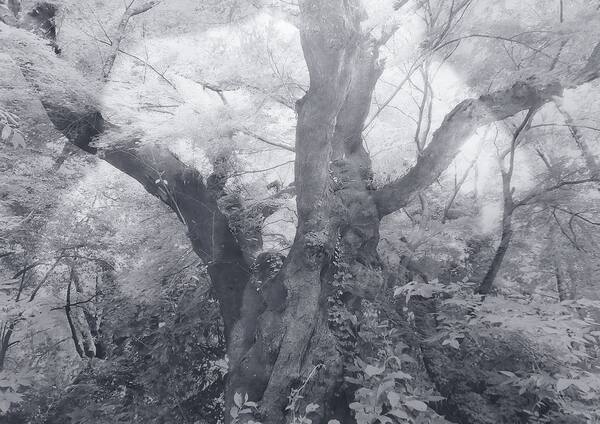 „Wald der Menschenrechte“