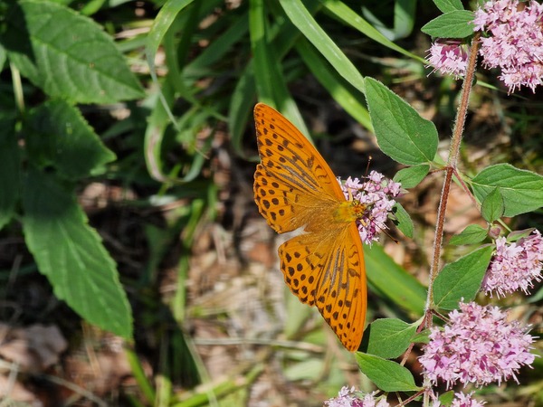 SchöpfungsZeit 2025