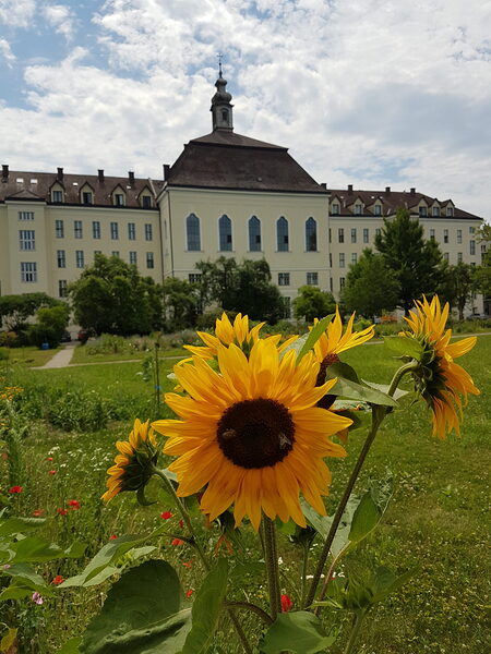 Franziskanerinnen Vöcklabruck