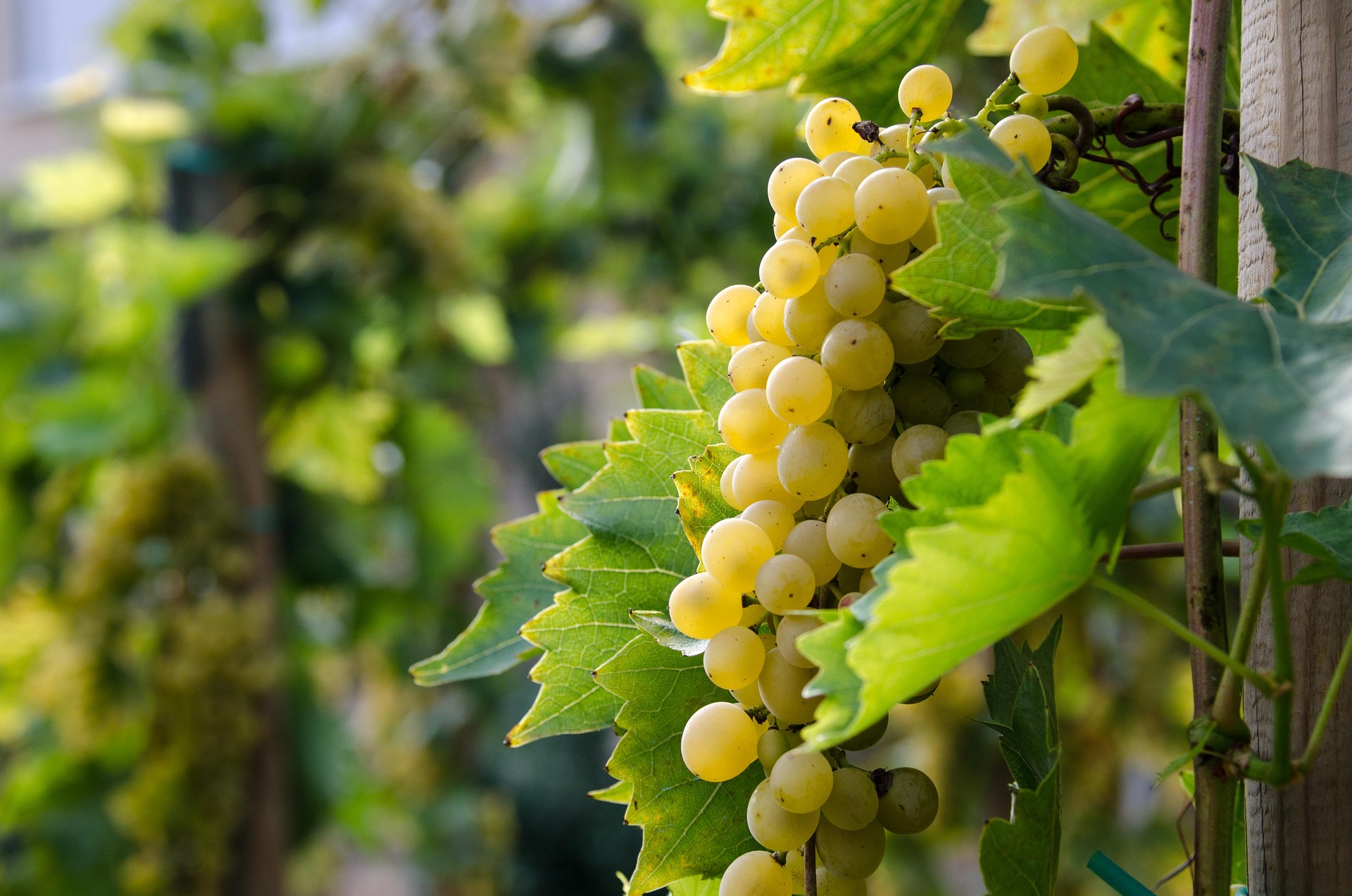 Weinrebe