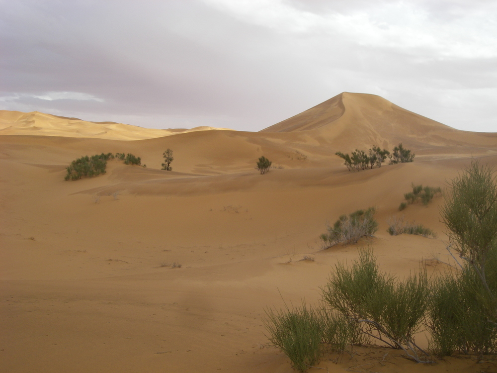 Sanddünen Beni Abbes
