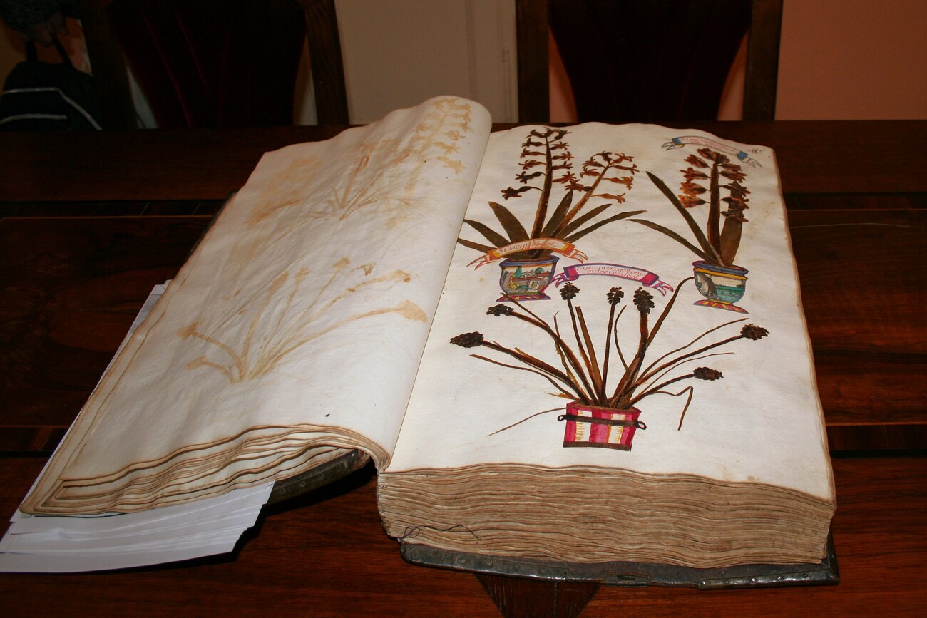 Sammlung „Herbarium vivum“ / Veinfurter/Barmherzige Brüder Sammlung „Herbarium vivum“