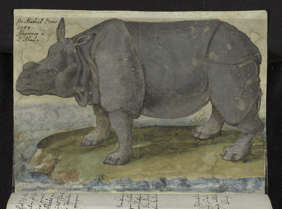 Naturnahes Aquarell „Nashornkuh von Madrid“ aus den Beständen der Innsbrucker Servitenbibliothek.