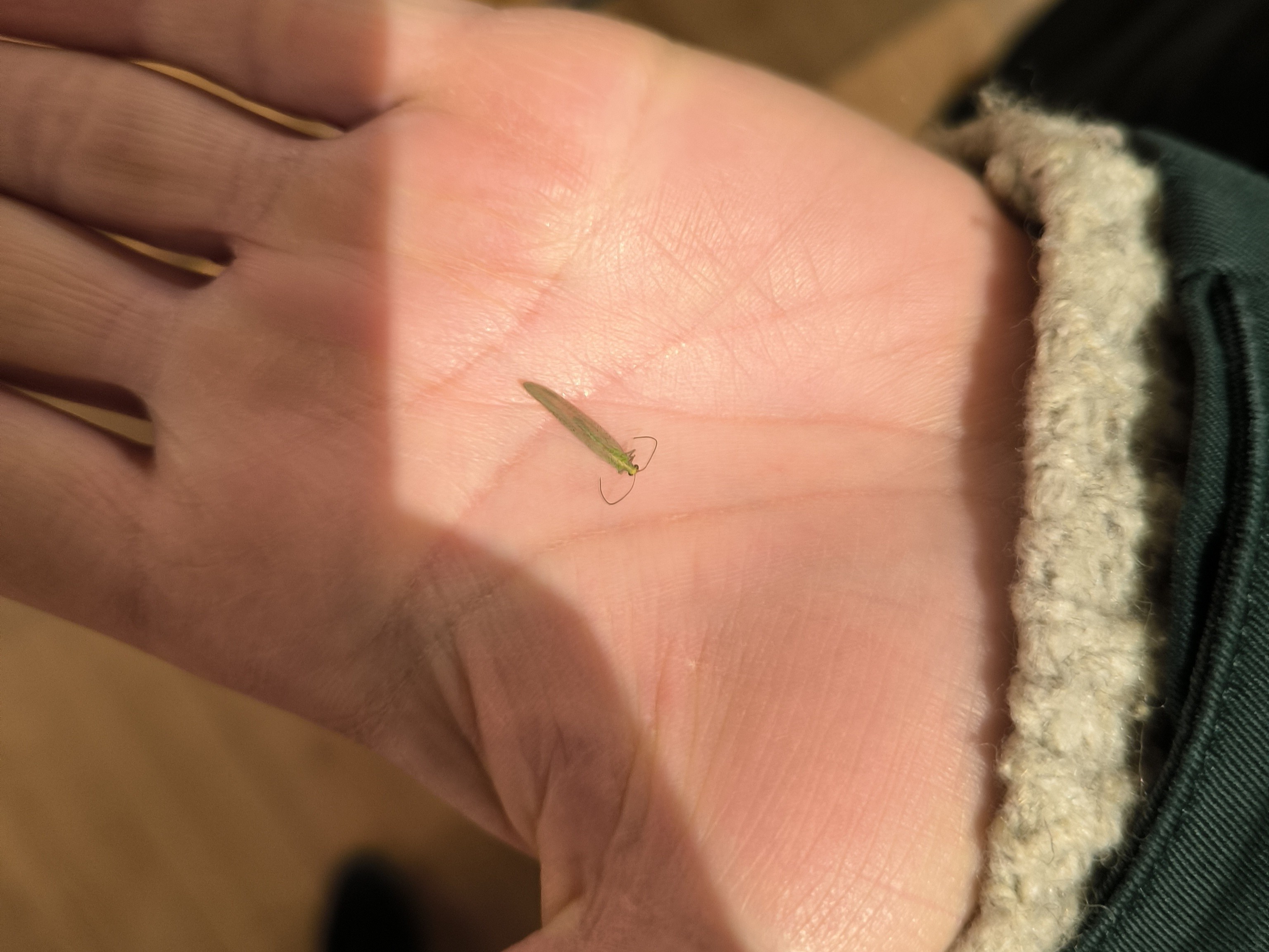 Achtung für alle mit schwachen Nerven: Dagmar Strimmer kennt kein Erbarmen – jedes Tierchen wird untersucht, egal wie viele Beinchen es hat oder wie freundlich es zu winken scheint.