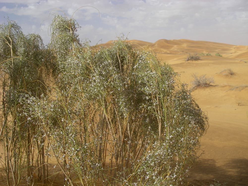 Blühender Ginster in Beni Abbes
