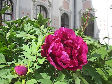 BILD zu TP/OTS - Oasen der Ruhe ? Klosterg?rten im Kl?sterreich. Die kostenlosen Folder ?Natur im Klostergarten? sowie ?kunst.werk.statt Kloster? und Kl?sterreich-Gutscheine erh?lt man bei der Kl?sterreich-Gesch?ftsstelle (+43 2735 5535-0 / info@kloe